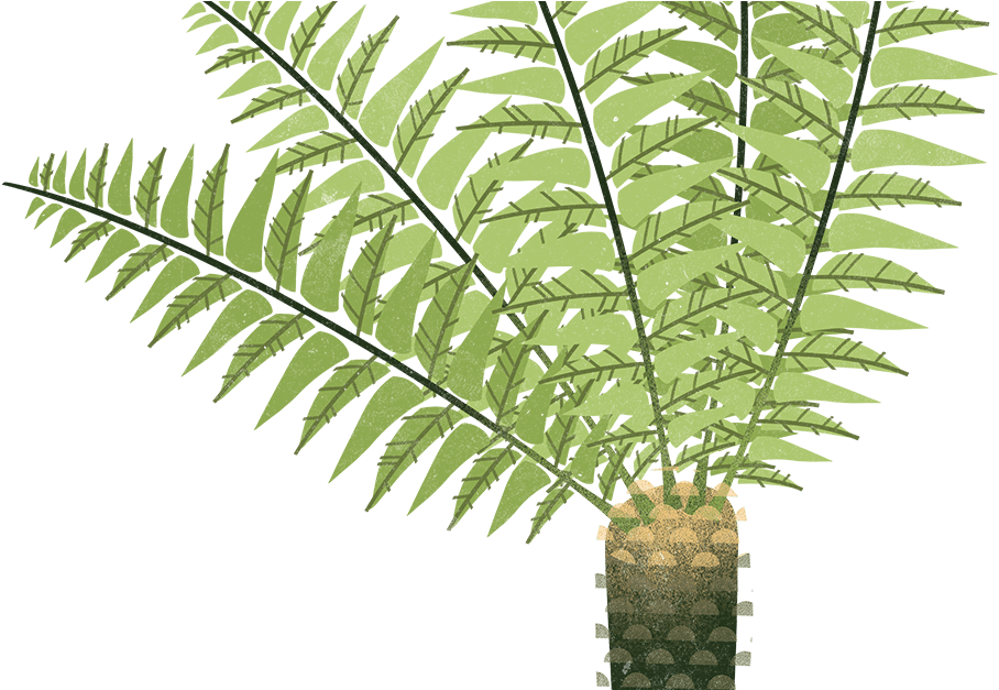 Ostrich Fern (1082x626), Png Download