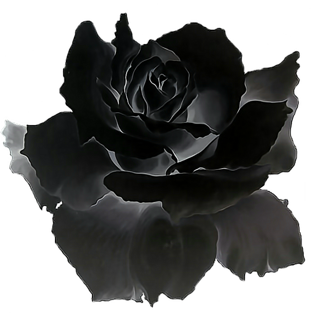 Black Roses Gif (1024x1039), Png Download