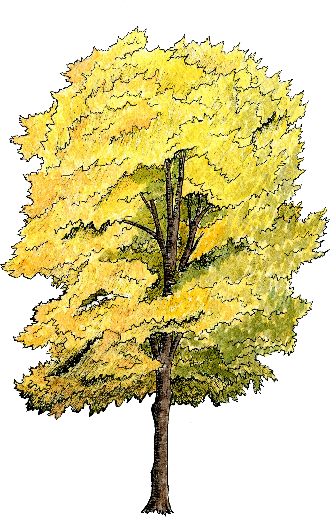 Canopy Section - Tree Plan Water Color (1410x2200), Png Download