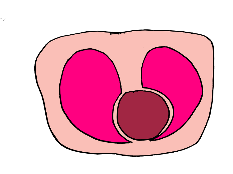 When You Look At A Cross Section Of The Lungs And Heart, (750x562), Png Download