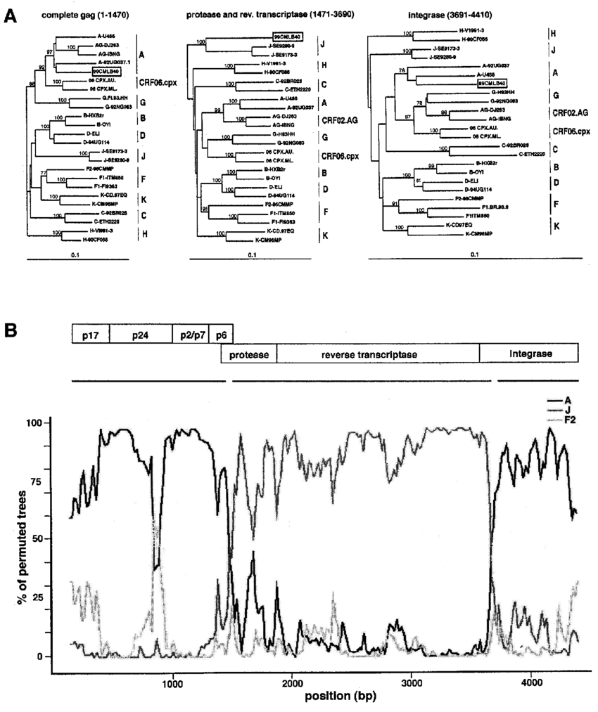Subtype Analysis Of The Gag Pol Region Of The Novel - Diagram (850x1013), Png Download
