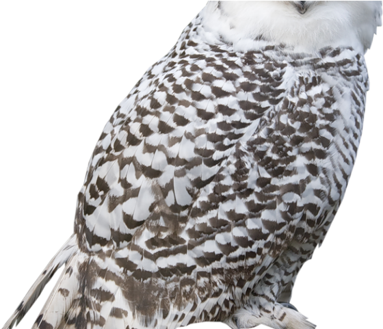 Great Grey Owl Clipart Clip Art - Snowy Owl Transparent Gif (640x480), Png Download