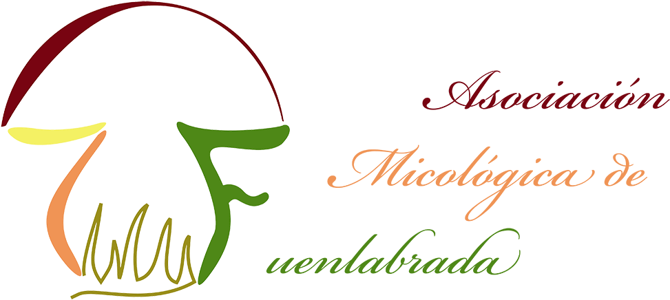 Setas En Peligro De Extinción En La Comunidad De Madrid - Arabian Horse (1000x464), Png Download