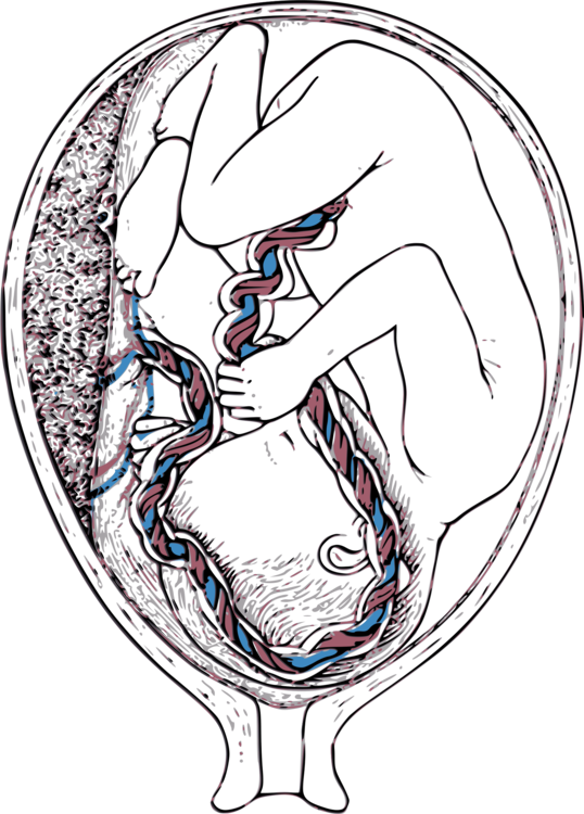 Umbilical Cord Blood Vein - Placenta Pencil Drawing (538x750), Png Download
