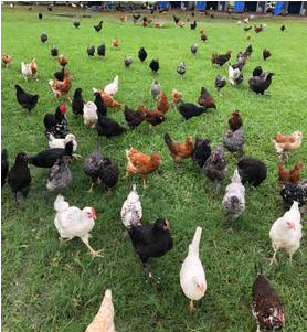 Seabreeze Hens, Chickens For Sale In Houston, Texas, - Lawn (914x992), Png Download