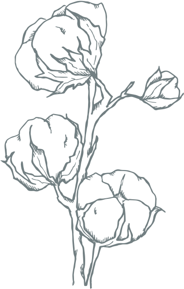 Aster & Oak - Sketch (900x729), Png Download