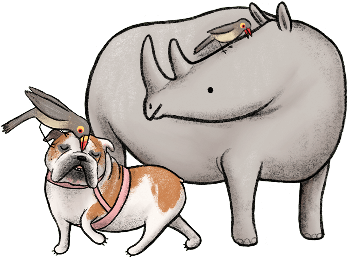 Lulu Is A Rhinoceros (700x518), Png Download