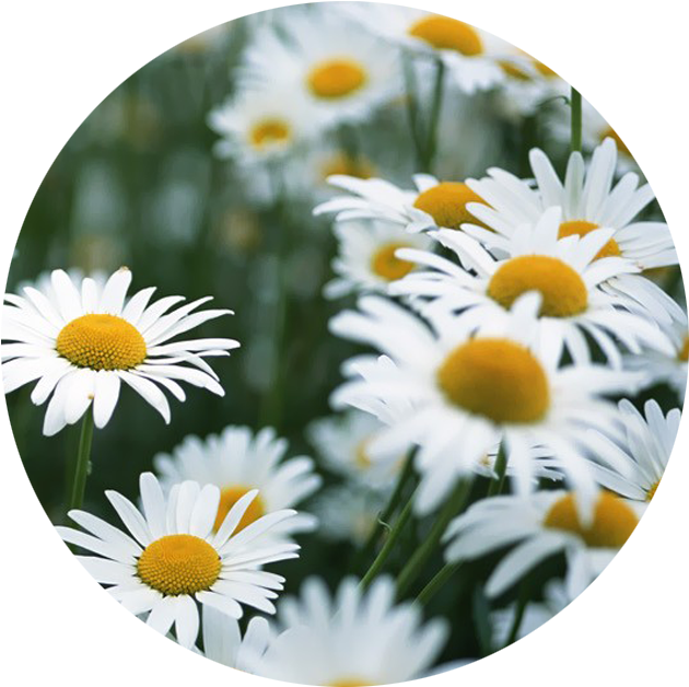 April - Daisy - White Flowers We Heart (901x822), Png Download