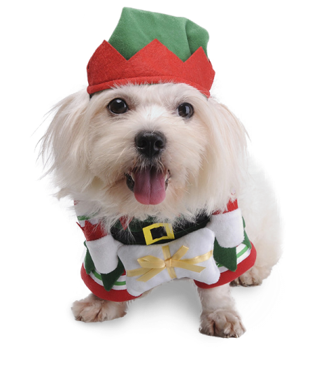 Christmas Elf Dog Costume - Christmas Elf Dog (600x600), Png Download