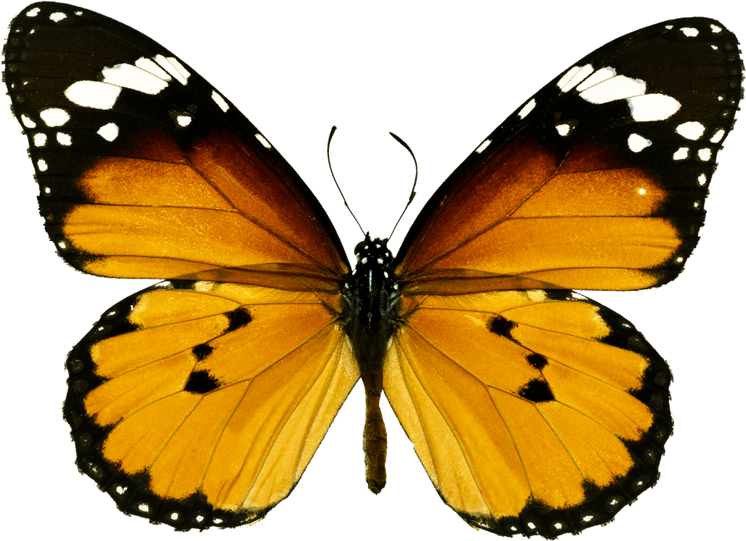 Ð±ð°ð±ð¾ñ‡ðºð¸ - Orange Tiger Butterfly Png (1127x800), Png Download