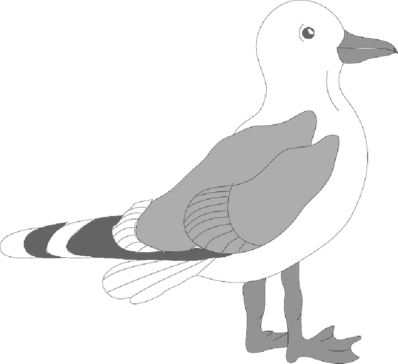 Download Gull Bird Png Transparent Images Transparent - Seagull Template (800x733), Png Download
