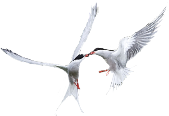 Black Skimmer (600x392), Png Download