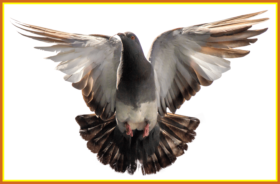 Pigeon Clipart Turtle Dove - Flying Pigeon Png (908x597), Png Download
