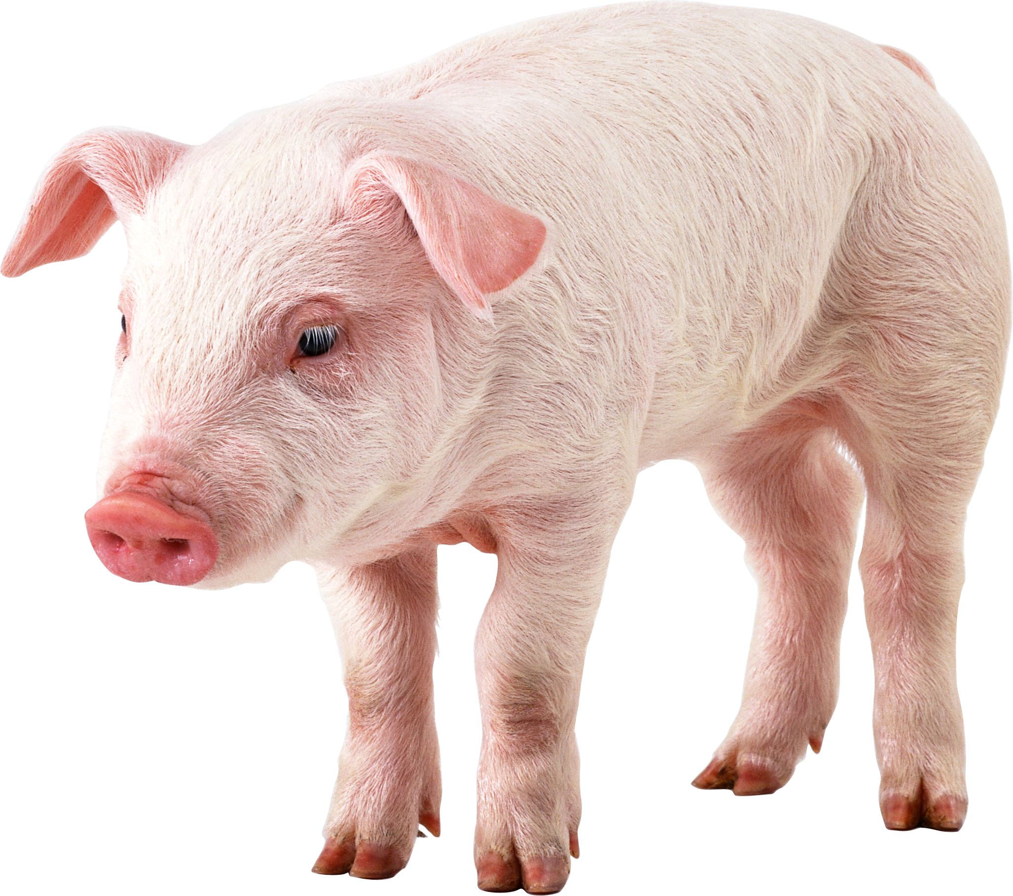 Pig Png Image - Pig With No Background (2049x1813), Png Download