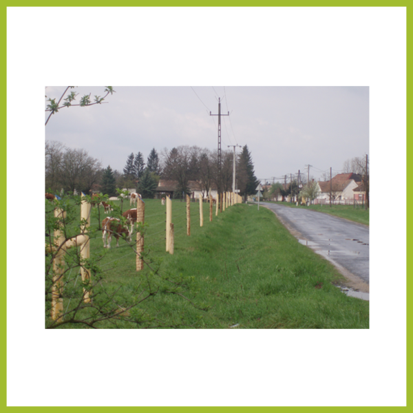 4-strand Cattle Fence - Thuya (600x600), Png Download