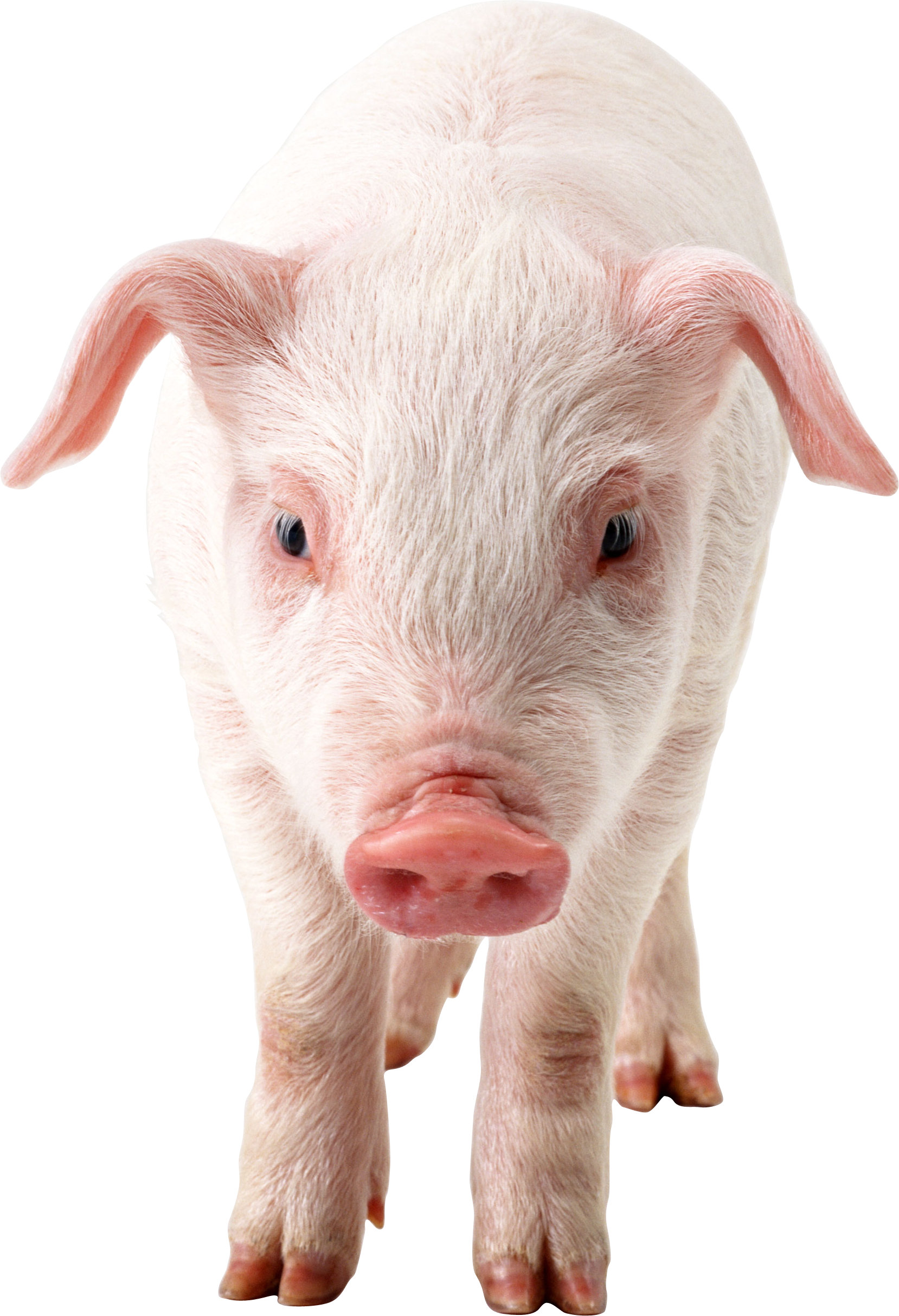 Pig Png Image - Transparent Pigs (1658x2428), Png Download
