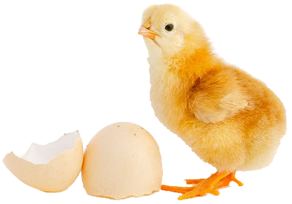 Day Old Chick - Day Old Chicks Png (460x306), Png Download