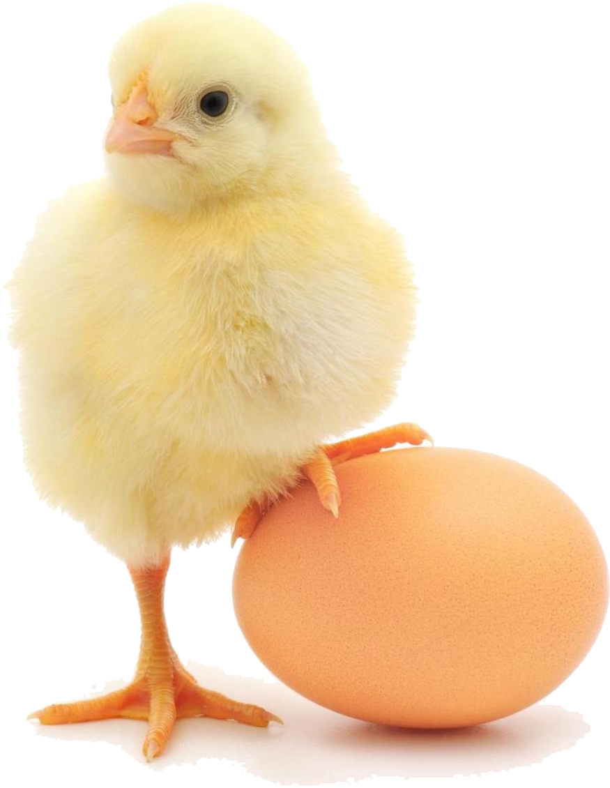 Baby Chicken Png (1105x1280), Png Download