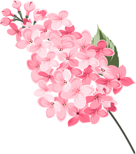 Beautiful Flowers - Euclidean Vector (443x500), Png Download