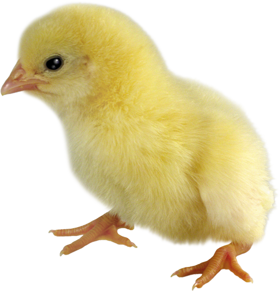 Цыпленок Пнг (550x570), Png Download