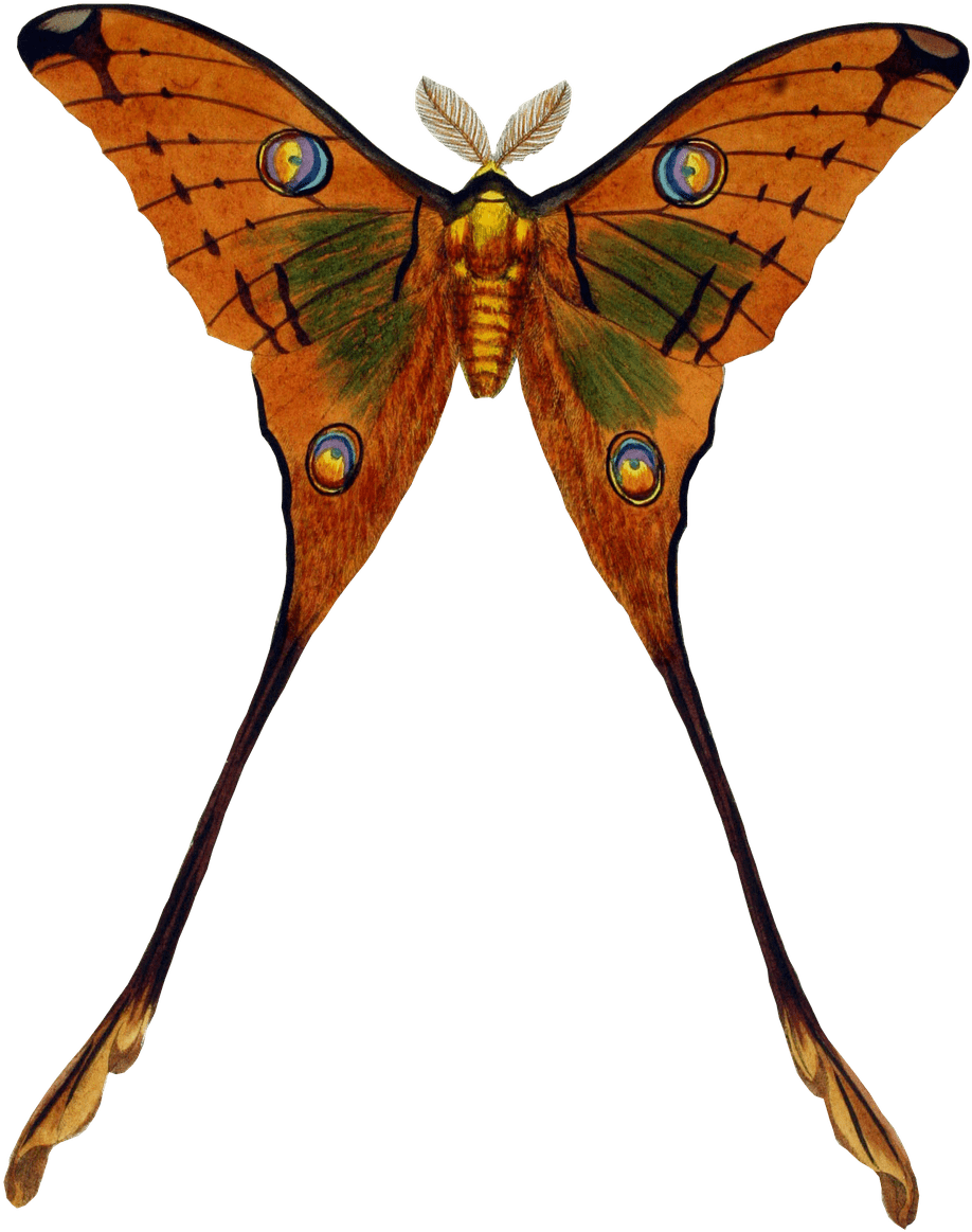 Peacock Butterfly - Transparent Png Vintage Butterfly (1029x1280), Png Download