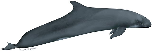 False Killer Whale Illustration - Whales (640x427), Png Download