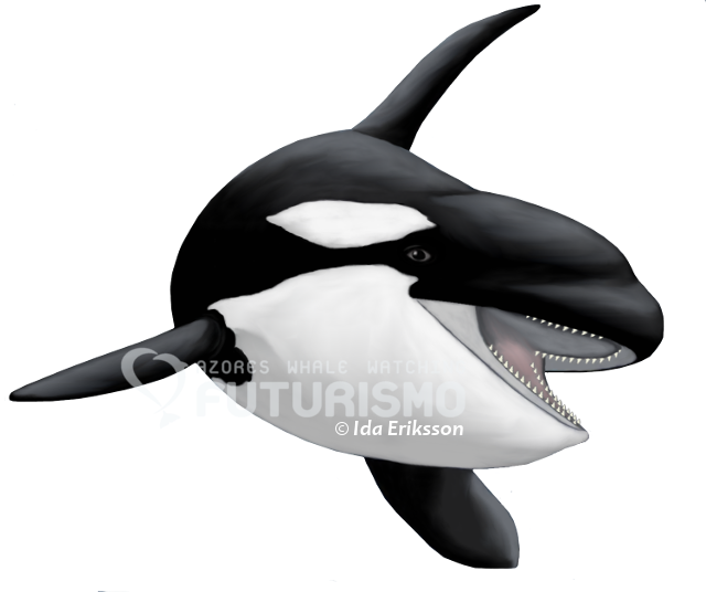 All Toothed Whales Have A Single Blowhole, An Asymmetrical - Sticker (640x536), Png Download