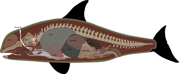 Internal Anatomy Of A Female Killer Whale - False Killer Whale Anatomy (600x249), Png Download