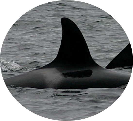 Occ - Killer Whale (548x500), Png Download