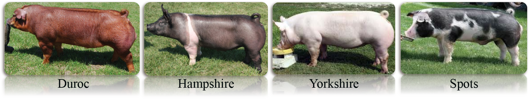 Interest Approach Engagement - Domestic Pig (1758x360), Png Download