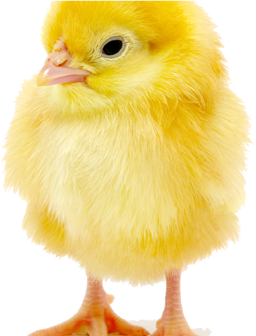 Baby Chick Copy - Chicken (652x473), Png Download