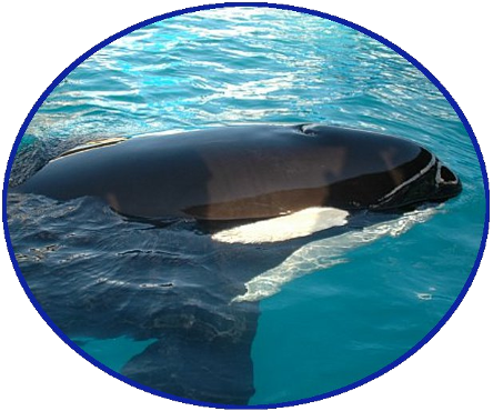 Toki Portrait - Killer Whale (444x370), Png Download