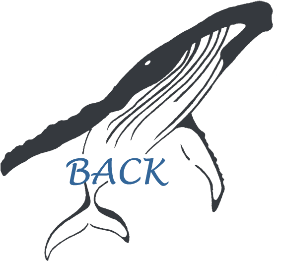 Back To Cetaceans - News (591x567), Png Download