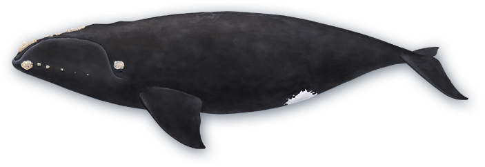 North Atlantic Right Whale - Northern Right Whale Png (703x242), Png Download
