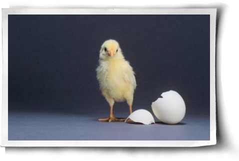 Poster: Dlillc's Leghorn Chick, 61x41in. (500x344), Png Download