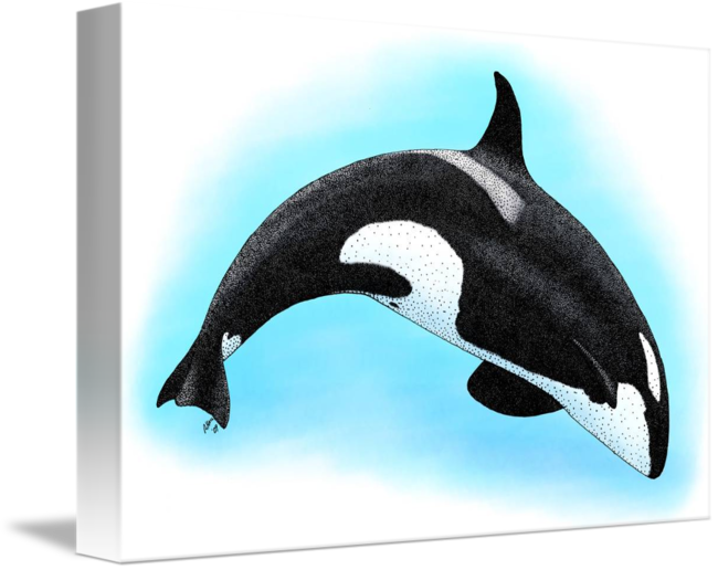 Killer Whale By Roger Hall Graphic Black And White - Killer Whale Or Orca Throw Blanket (650x516), Png Download