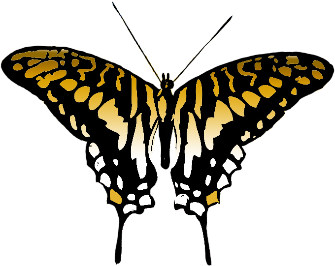 Butterfly Clipart - Swallowtail Butterfly Png (709x566), Png Download