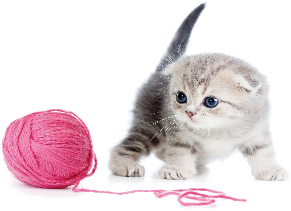 Kitten And Yarn - Tacobear 2 Pack Retractable Interactive Teaser Cat (979x710), Png Download