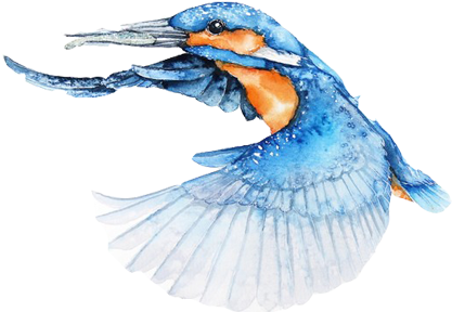 Bluejay Drawing Watercolor Vector Free - Bird Flying Watercolor Png (502x502), Png Download