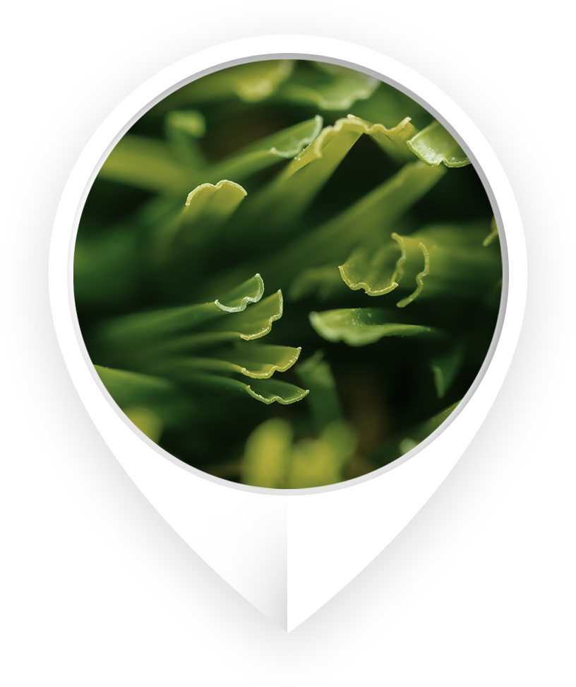 Know The Difference - Fern (816x972), Png Download