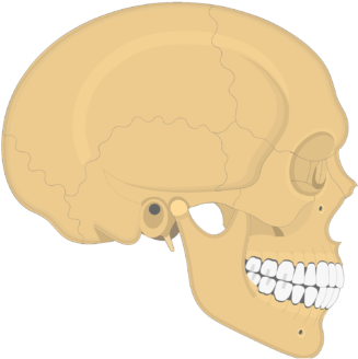 Skull Bones - Lateral View - Skull (770x406), Png Download