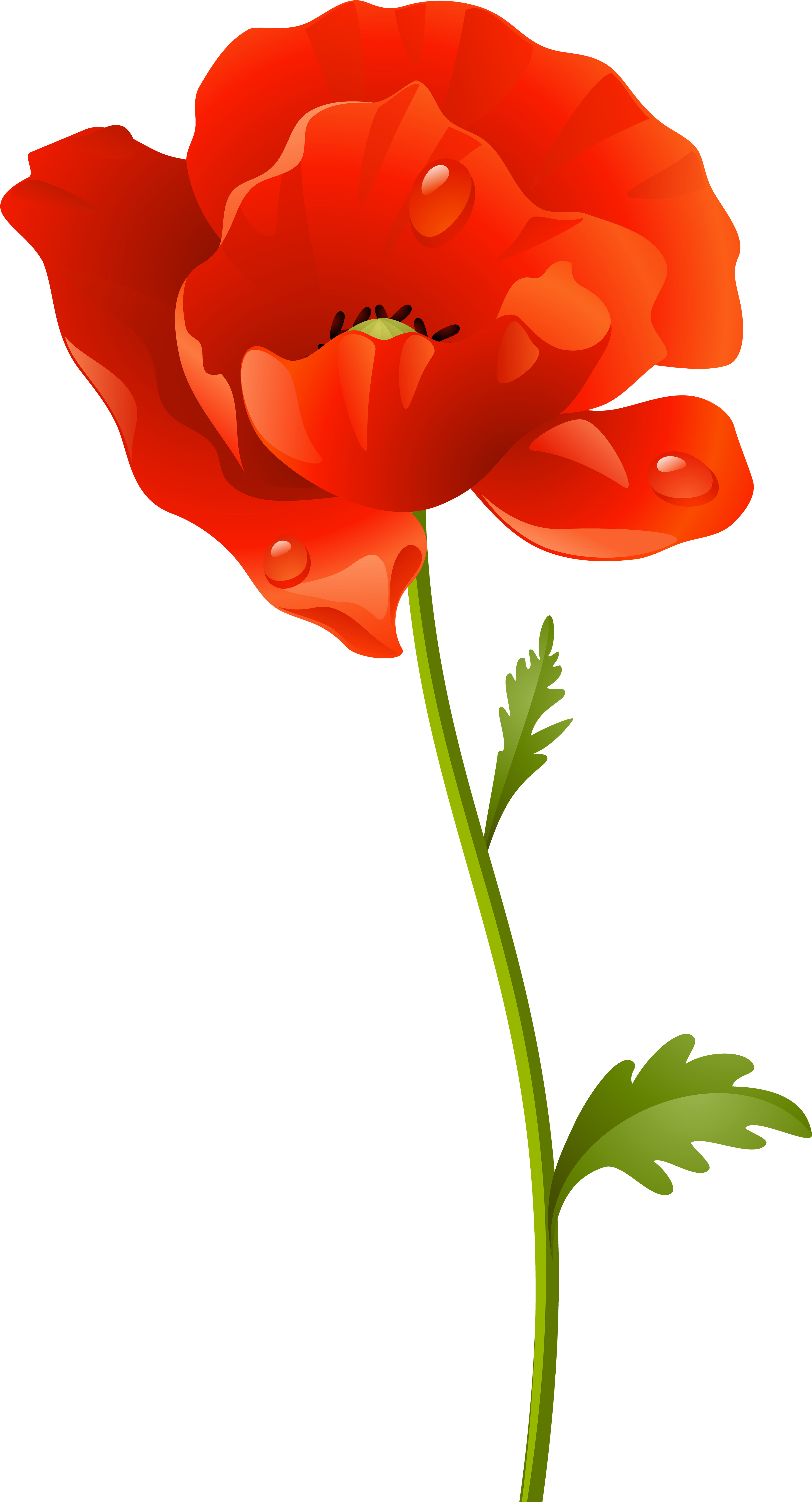 Red Poppy Flower Png Clip Art Image - Clip Art (4359x8000), Png Download