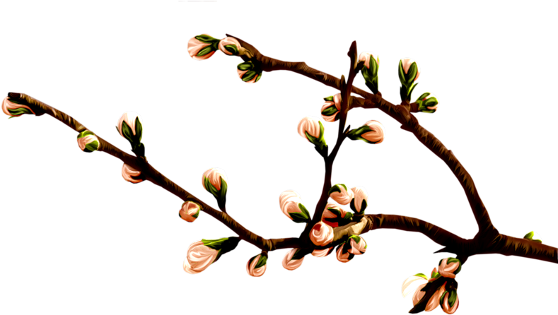 Весенний Набор - Twig (800x476), Png Download