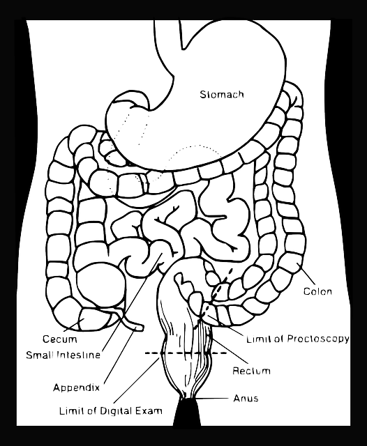 Black, Model, Science, Diagram, Simple, Outline - Draw Your Digestive System (526x640), Png Download
