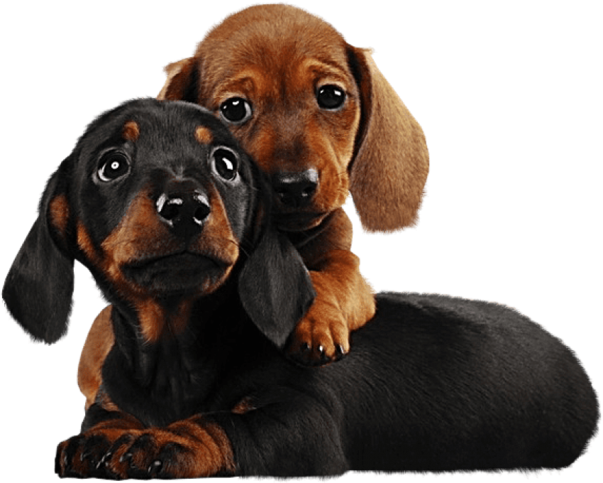 Two Cute Puppies Png Clipart - Puppies Png (573x458), Png Download