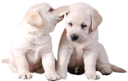 Dog (429x286), Png Download