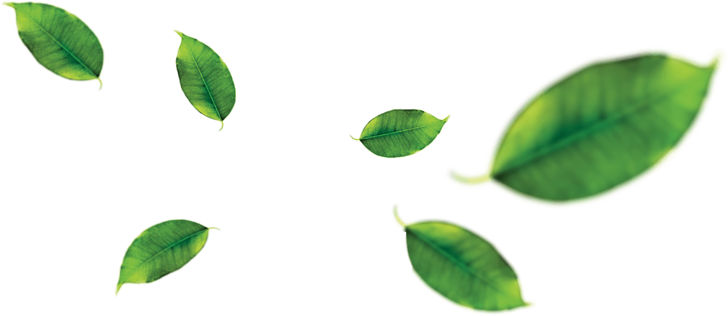Peela Prides Itself On Our Premium Quality Juices Made - Orange Leaf Png (1486x645), Png Download