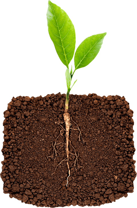 Inoculate The Soil With Essential Beneficial Microbes - Raiz Subterranea (478x726), Png Download