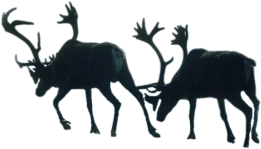 Download Two Walking Reindeer Png Images Background - Elk (850x375), Png Download