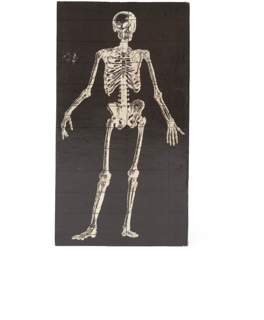 Skeleton (1536x1920), Png Download